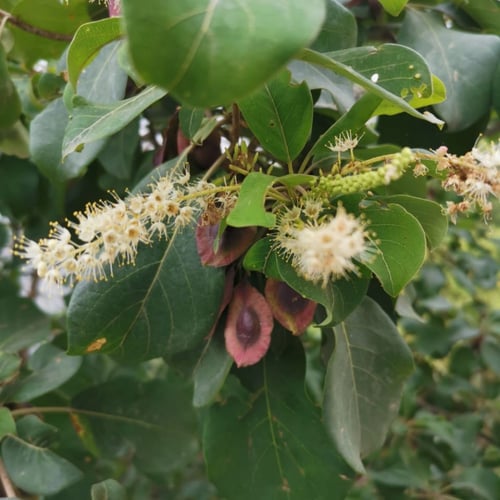 بذور شجرة ترمناليا بروني