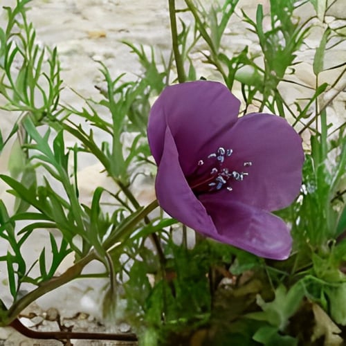 بذور زهرة البختري النادرة