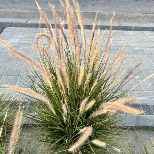 بذور شجيرة النافورة الحلفا الخضراء