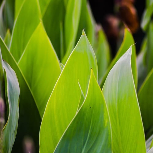 بذور الكنا الحمراء أو القنا الهندي