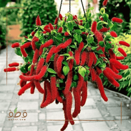 جملة 1000 بذرة من زهرة امرانتس طريحة الحب