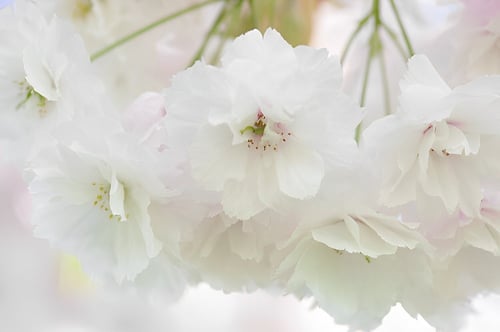 بذور شجرة ساكورا الكرز الياباني المزهر