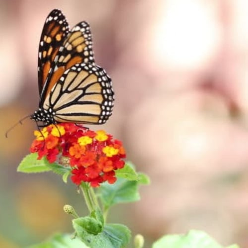 بذور لانتانا كمارا زهرة مينا