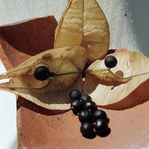 بذور شجرة المطر الذهبية كليروتاريا