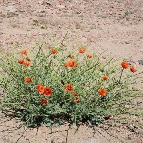 بذور الشقر البرية