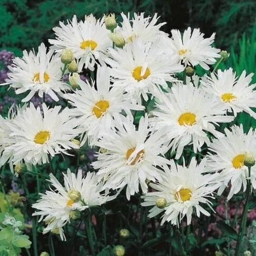 بذور اقحوان شاستا المجنون