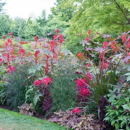 بذور امرنتس ثلاثي الألوان