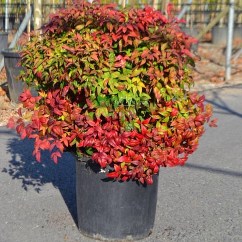 بذور شجرة ناندين للزينة