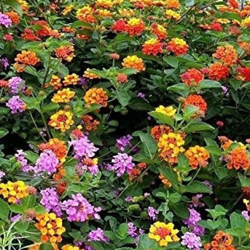 بذور لانتانا كمارا زهرة مينا