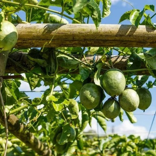 بذور فاكهة باشن فروت الصفراء . زهرة الساعة . باسيف...