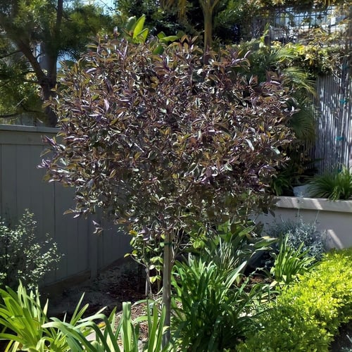 بذرة شجرة الوايتكس