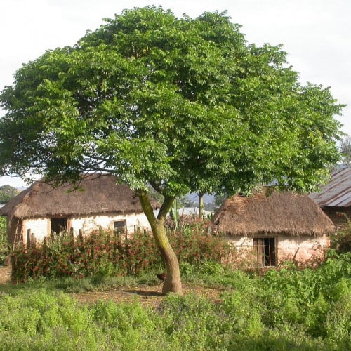 بذور الزنزلخت