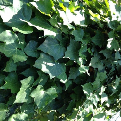 بذور متسلقة اللبلاب