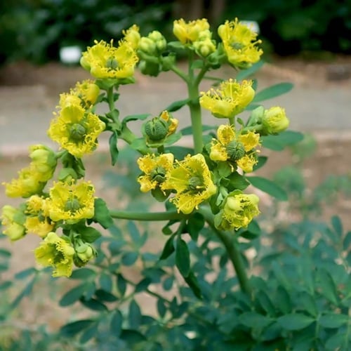 بذور عشبة الشذاب الطبية