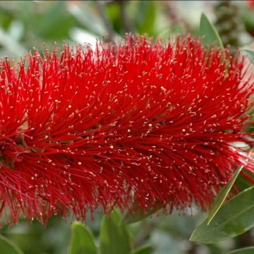 بذور فرشاة الزجاج