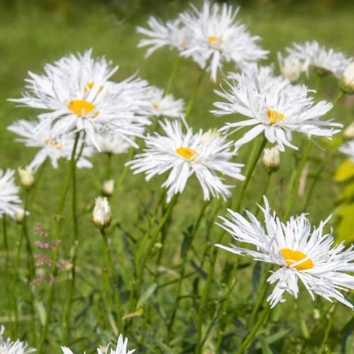 بذور اقحوان شاستا المجنون