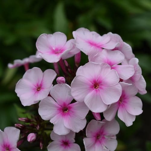 بذور زهرة قبس الحديقة . فلوكس