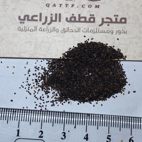 بذور ديدحان كاليفورنيا البرتقالي