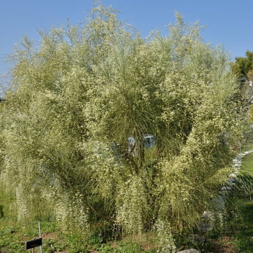 بذور شجيرة الرتم