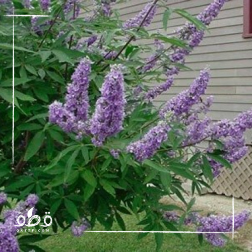 جملة 500 بذرة من شجرة كف مريم