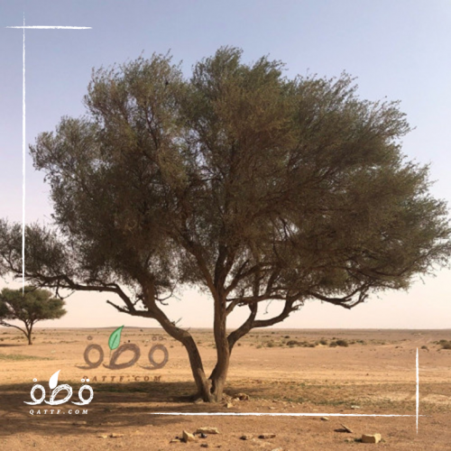 جملة 500 بذرة طلح النجدي