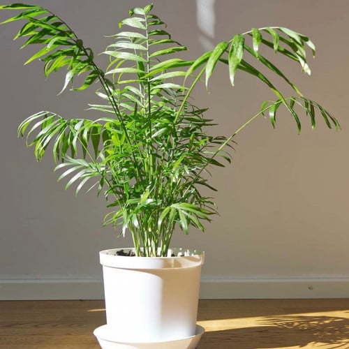 جملة 200 بذرة نخيل شاميدوريا