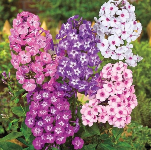 بذور زهرة قبس الحديقة . فلوكس