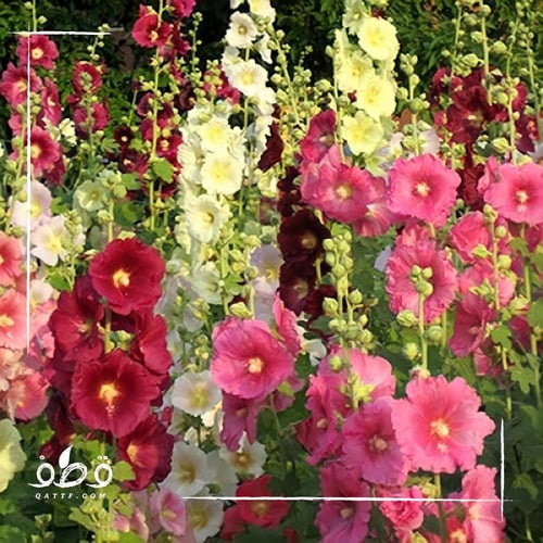جملة 500 بذرة من زهور الخطمية الختمية