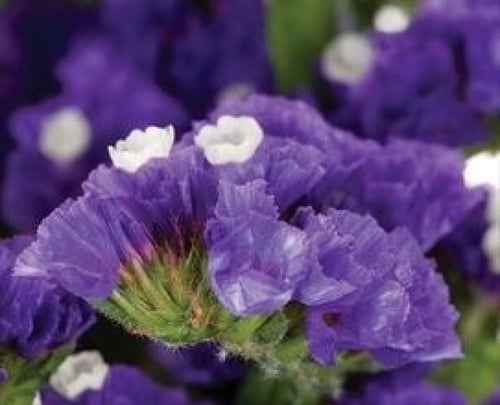 بذور زهرة ليمونيوم سينواتوم