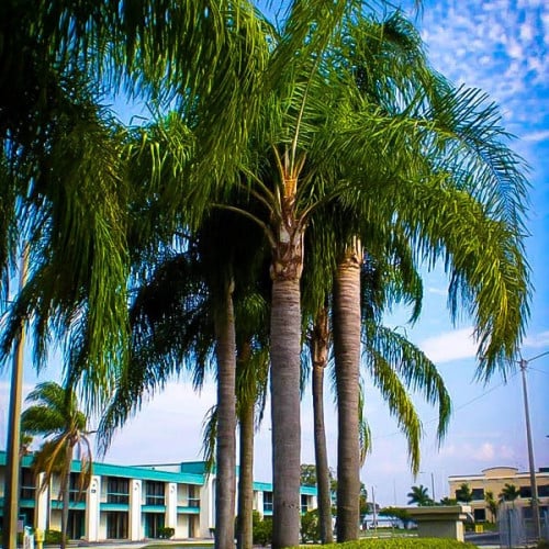 بذور نخيل الكوكس الباسقة