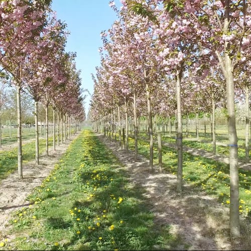 بذور شجرة ساكورا الكرز الياباني المزهر