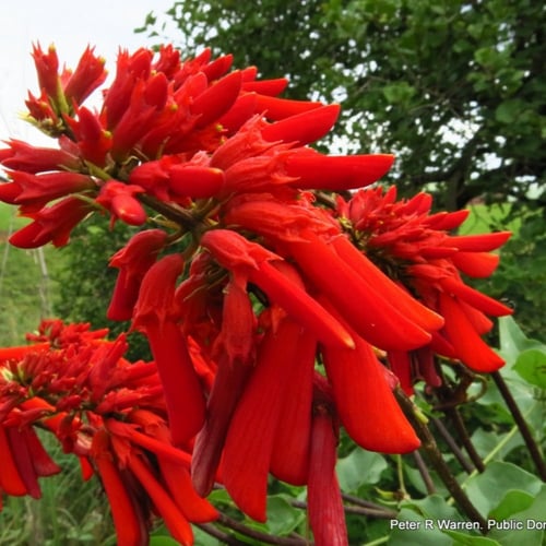 ‫بذور شجيرة ارثرينا