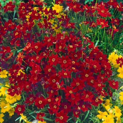 جملة 1000 بذرة من زهرة كريوبسس الحمراء