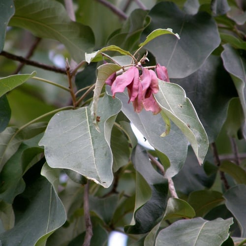 بذور شجرة ترمناليا بروني