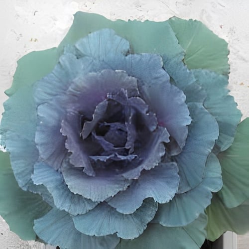 بذور ملفوف الزهور للزينة