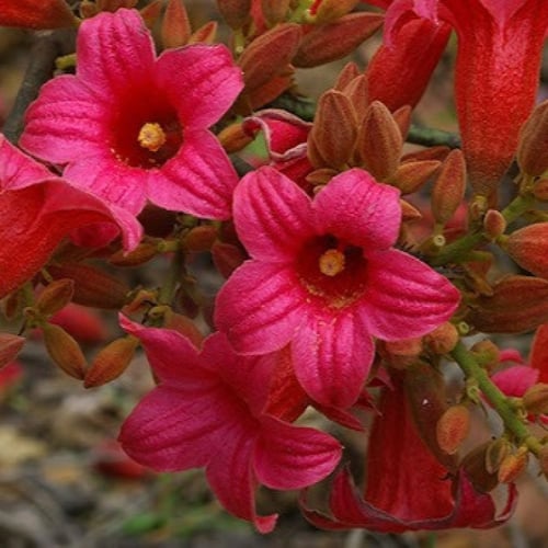 بذور استركوليا لوريدا