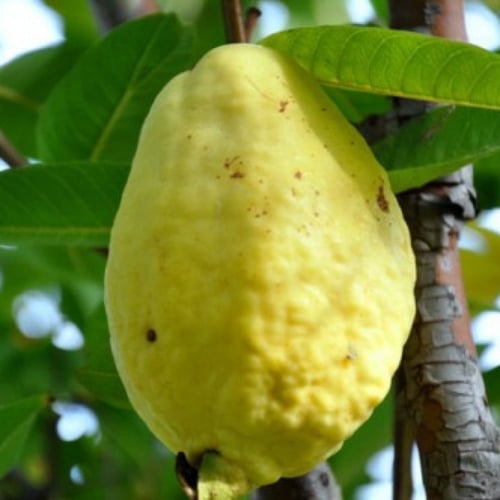 بذور الجوافة الصفراء