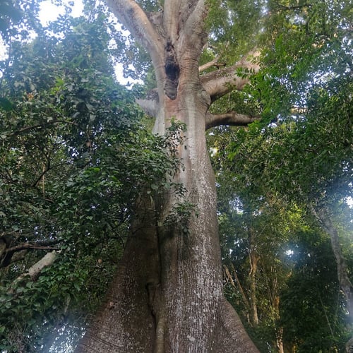 بذور شجرة القطن الكابوك