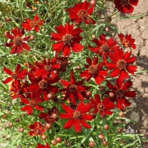 بذور زهرة كريوبسس الحمراء