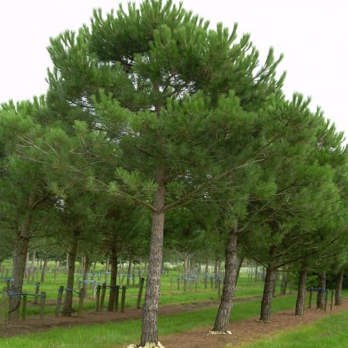 بذور شجرة الصنوبر المثمرة