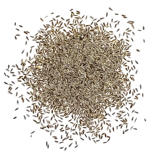 بذور زهور يارو الاحمر العطري