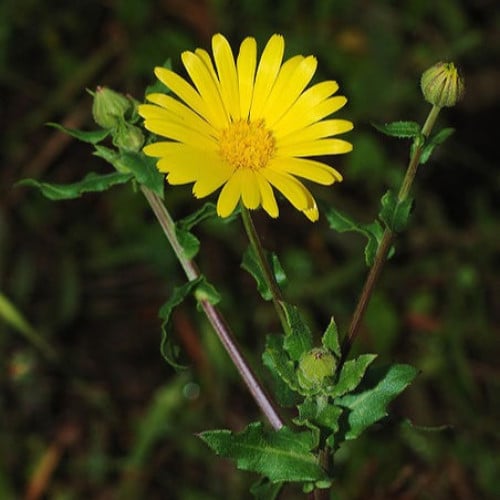 بذور الحنوة البرية