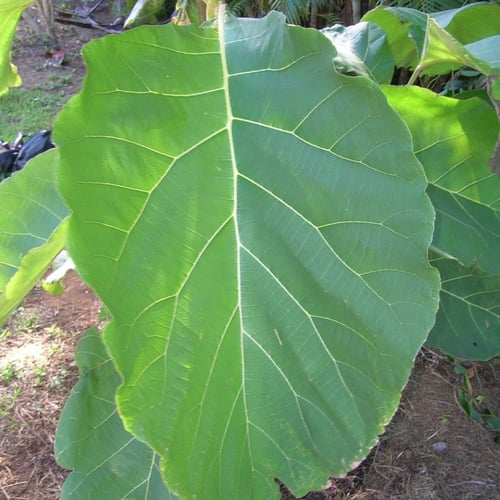 بذور شجرة خشب التيك