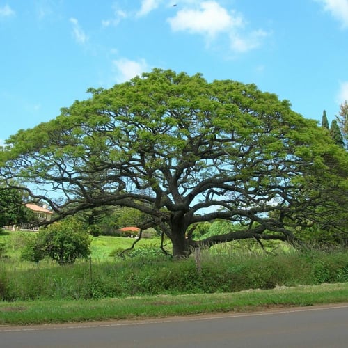 بذور شجرة لبخ المظلة العملاقة