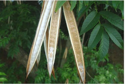 جملة 500 بذرة من شجرة تيكوما ستانس