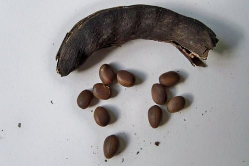 جملة 500 بذرة من طلح الفتنة فرنسيانا