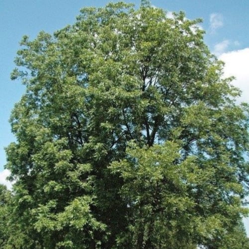 بذور شجرة جوز البيكان