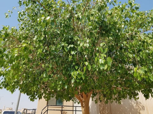 جملة 10 ألاف بذرة من فيكس لسان العصفور