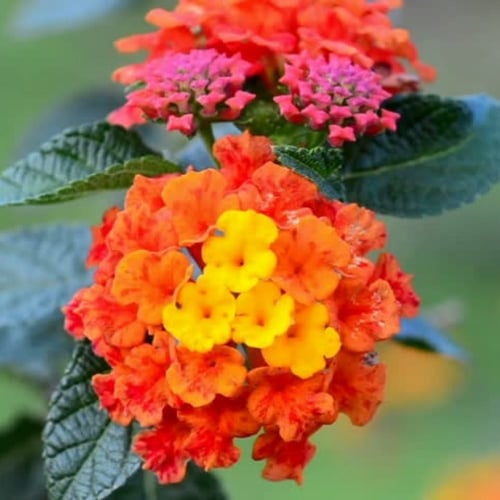 بذور لانتانا كمارا زهرة مينا