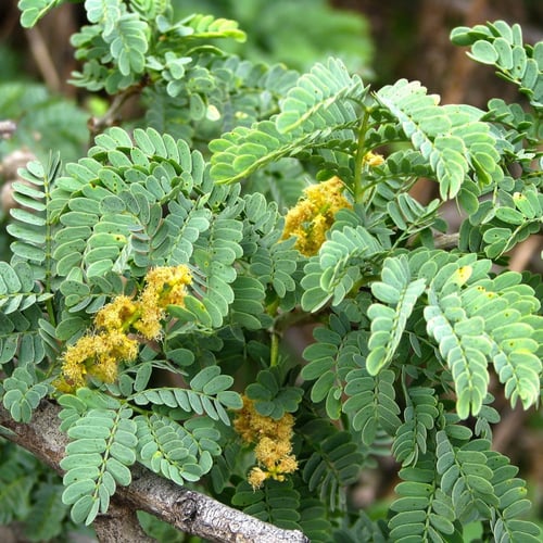 بذور شجرة السنط الابيض النادر